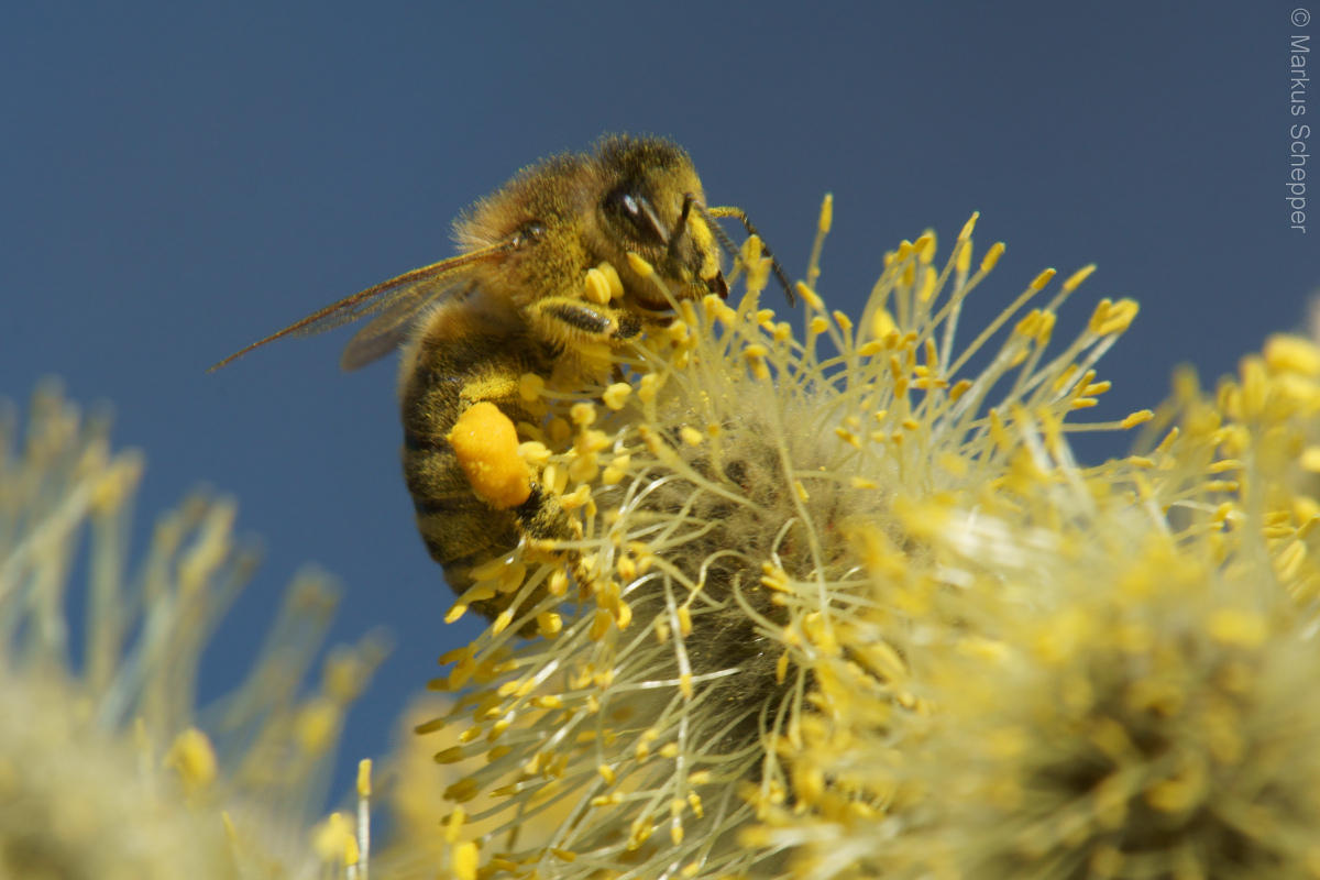 Makrofotografie von Insekten, Spinnen und anderen kleinen Tieren