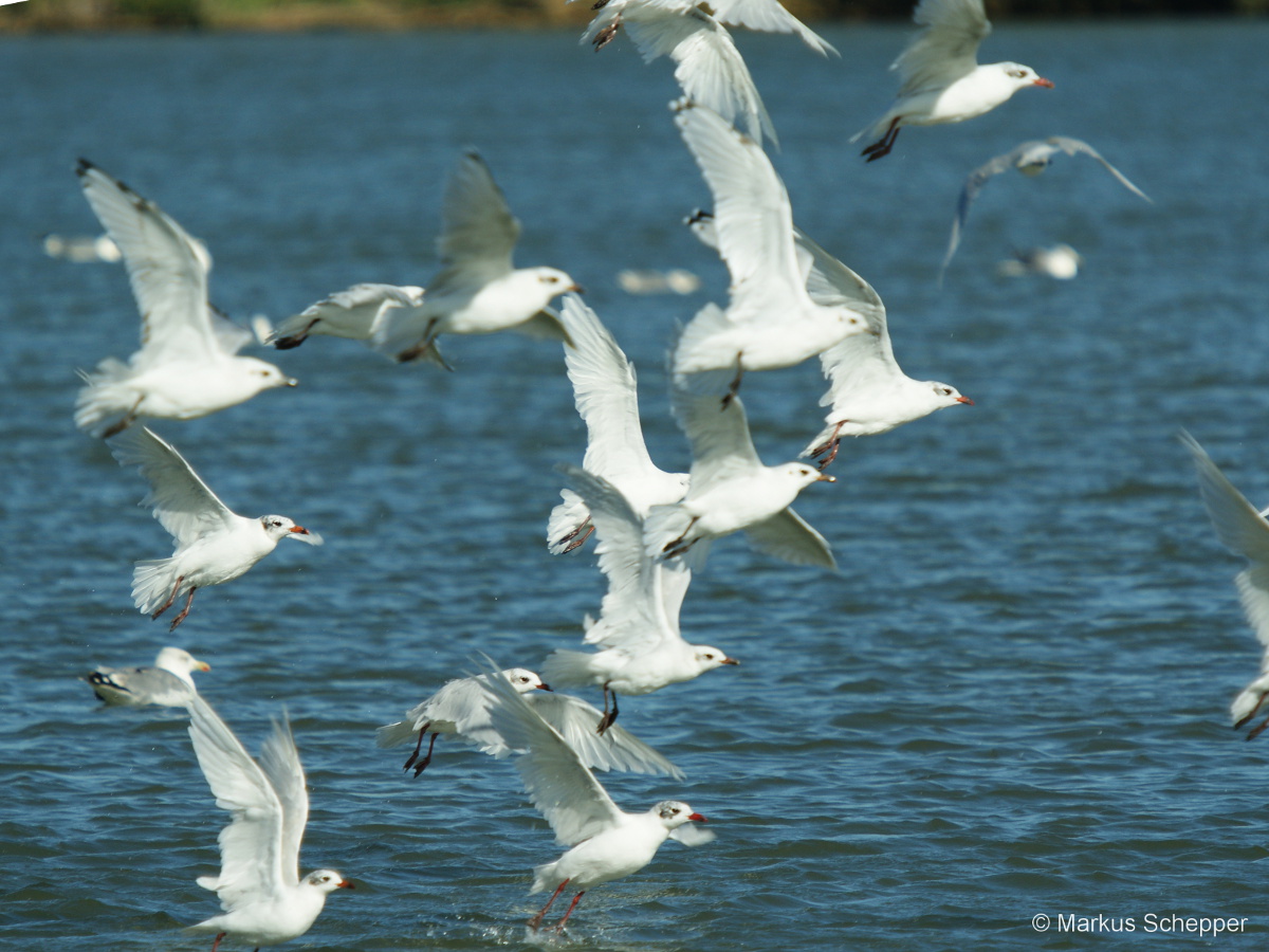 Vogelfotografie